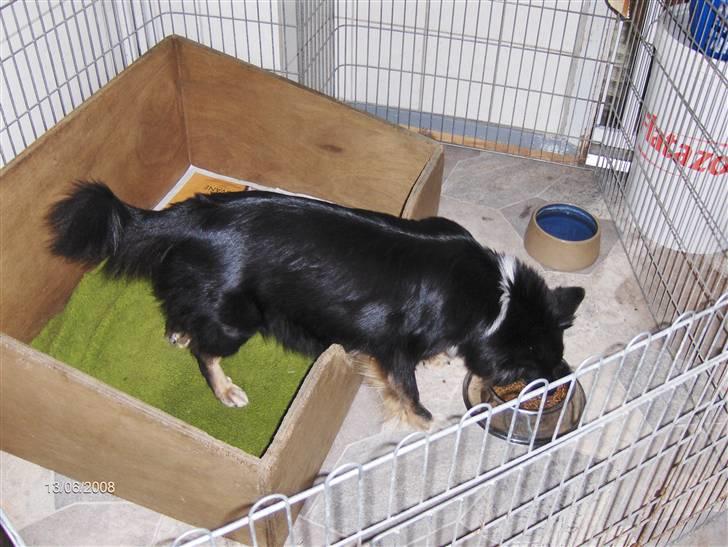 Islandsk fårehund Sólargeisli Eiga - Behøver man stå ud af fødekassen for at spise? billede 7