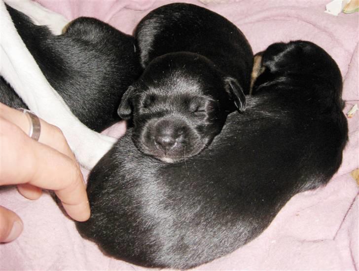 Blanding af racer Karla Malone - Lille bitte og super kær billede 1