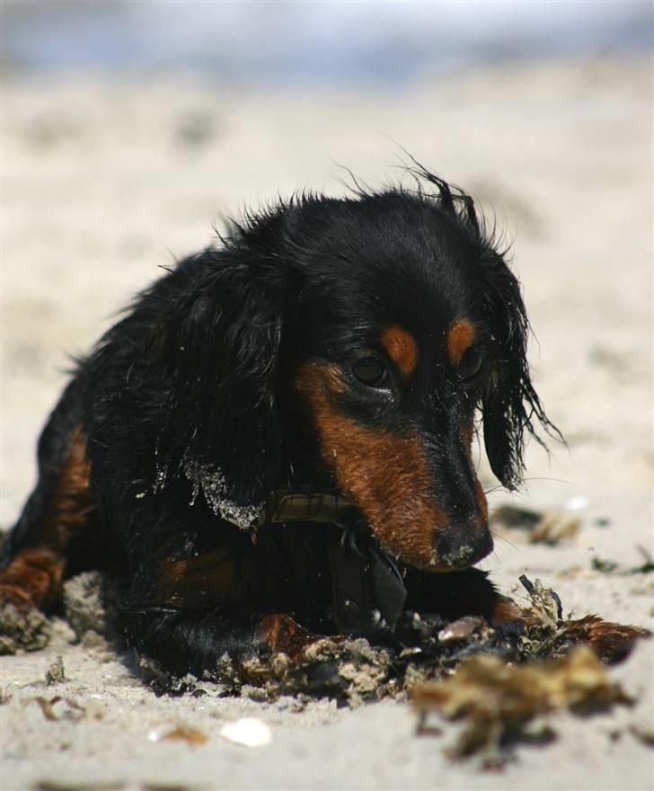Dværggravhund Munthe billede 14