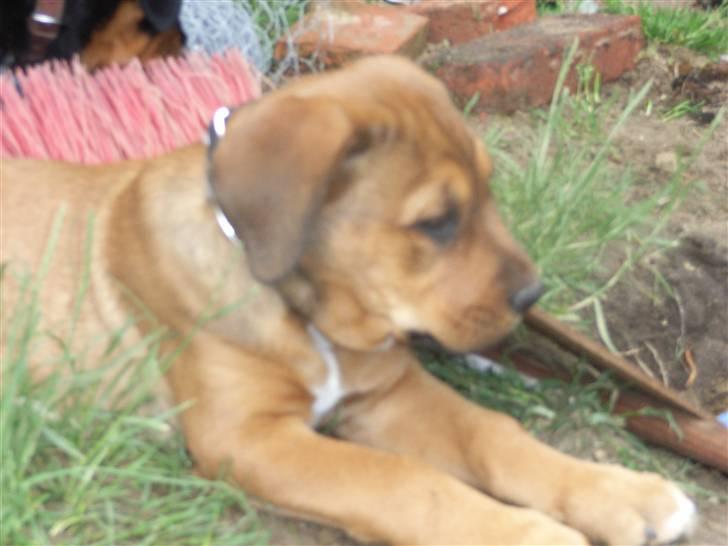 Blanding af racer Alana * Solgt * billede 1