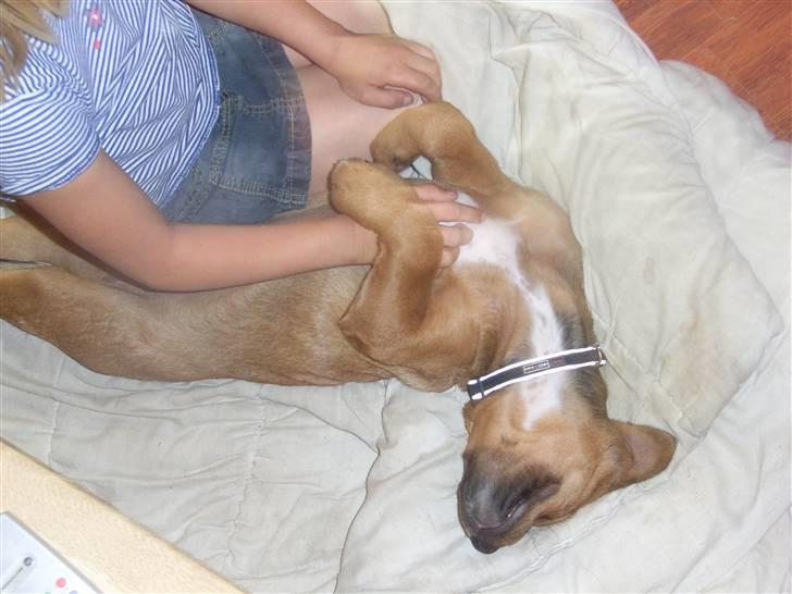 Blanding af racer Alana * Solgt * - nyder det :-) billede 2