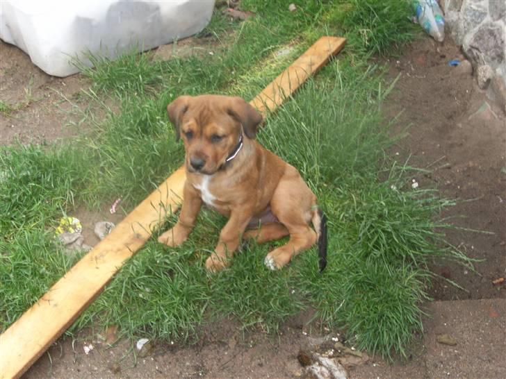 Blanding af racer Alana * Solgt * billede 3