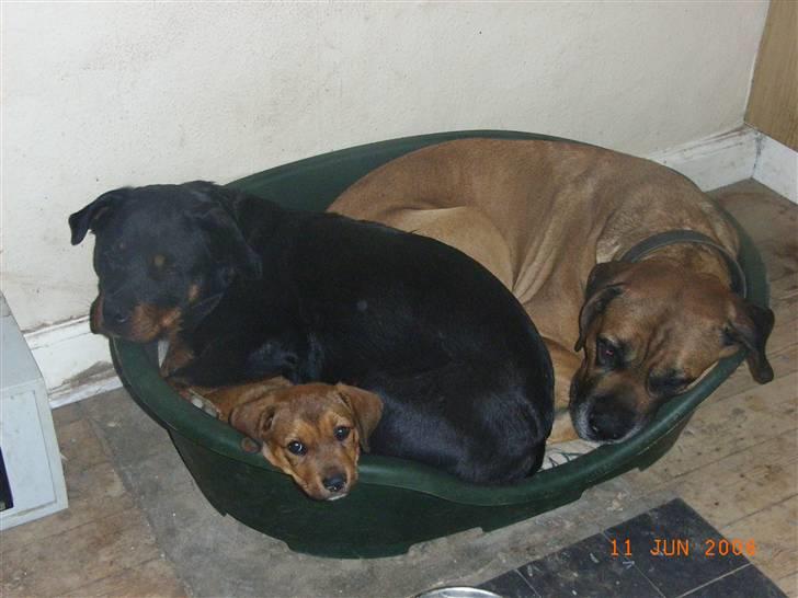 Blanding af racer Alana * Solgt * - mig og mine forældre billede 4