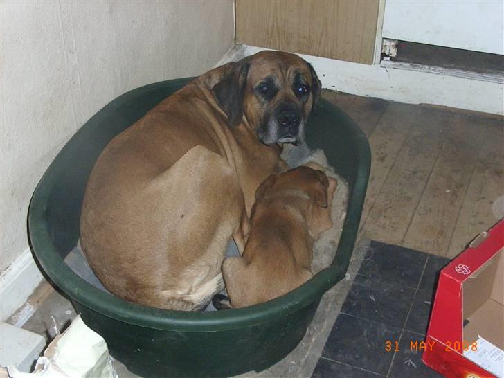 Blanding af racer Alana * Solgt * - hyggestund med farmand billede 5