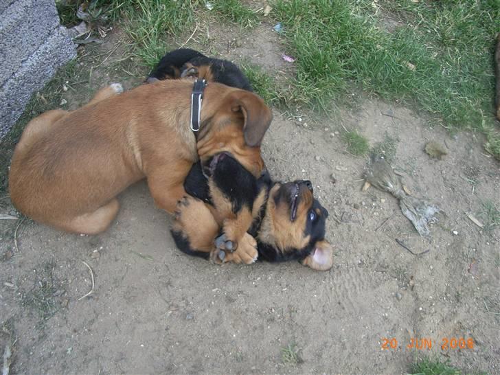 Blanding af racer Alana * Solgt * - altid klar til en leg billede 6