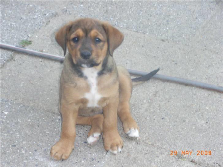 Blanding af racer Alana * Solgt * - er jeg ikke bare sød... billede 7