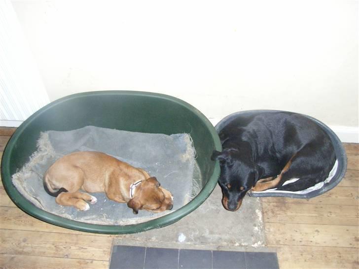 Blanding af racer Alana * Solgt * - øhh mor ligger vi ikke forkert ?? billede 8