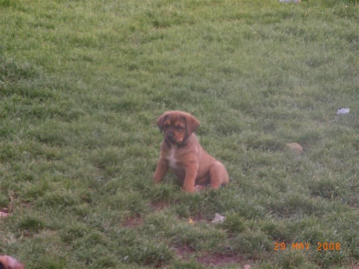 Blanding af racer Alana * Solgt * - hvor blev mor nu af??? billede 9