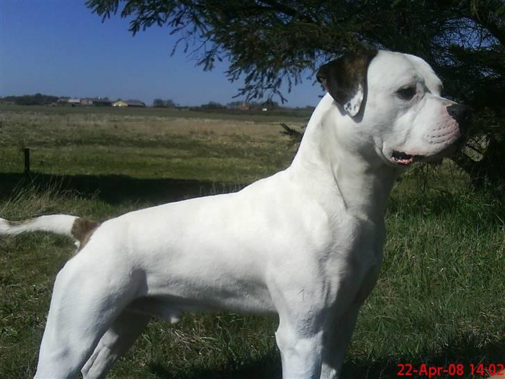 Amerikansk bulldog Batman Hector - Så flot er jeg  billede 1