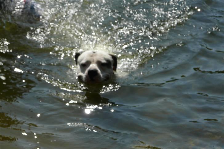Amerikansk bulldog Batman Hector - Så svømmer vi, mor og far er rigtig stolte billede 2