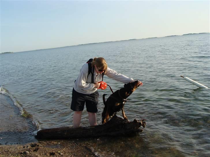 Blanding af racer Toffi billede 19