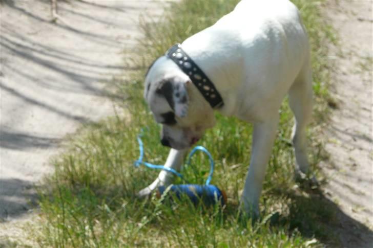 Amerikansk bulldog Batman Hector - Hvor er jeg altså glad for mit nye legetøj til når vi leger i vand billede 3