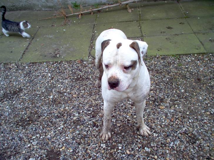 Amerikansk bulldog Batman Hector - Elsker at lege i mudder og grave huller. billede 4