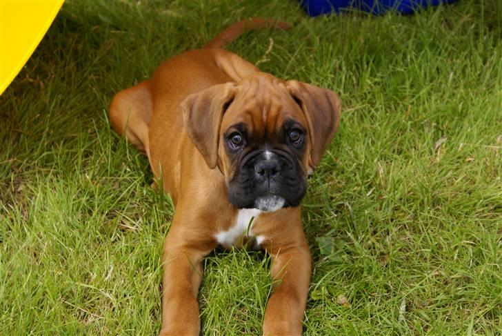 Boxer Lukas billede 6