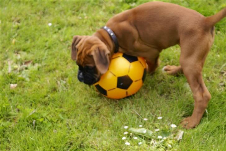 Boxer Lukas billede 7