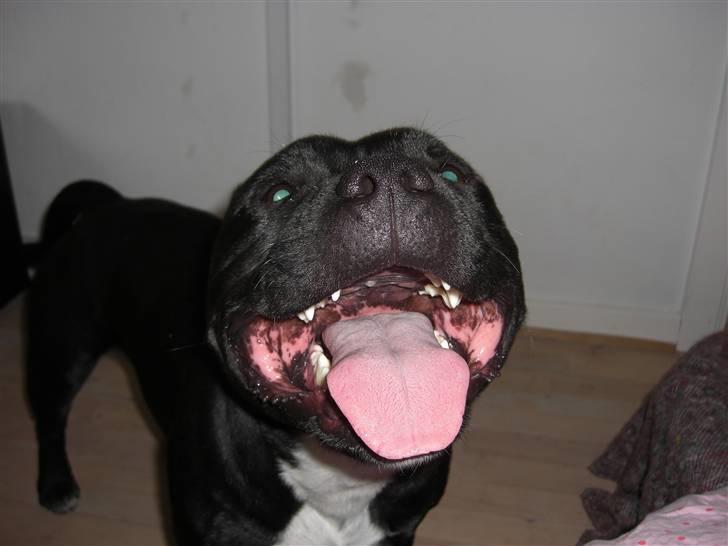 Staffordshire bull terrier Canaveral Port Erin RIP - Albert med den store tud billede 19