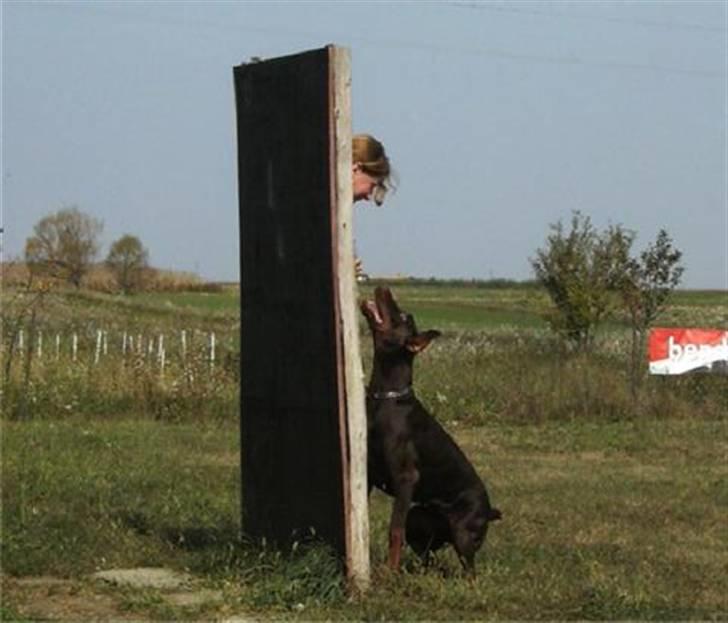 Dobermann Ch. Sant Kreal Russian Rubin - Silvia træner med Davida i Serbien ;o) billede 17