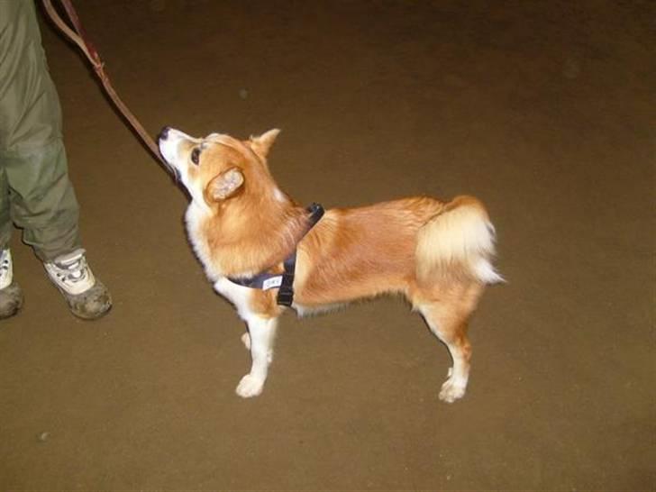 Islandsk fårehund Casper av Ylveli billede 1