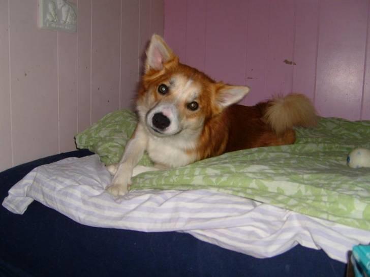 Islandsk fårehund Casper av Ylveli billede 2