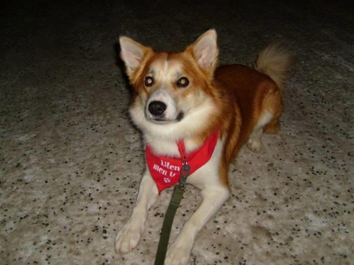 Islandsk fårehund Casper av Ylveli billede 3