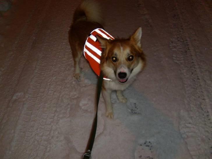 Islandsk fårehund Casper av Ylveli billede 4