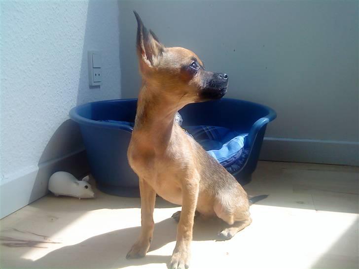 Chihuahua 'Man' - Chester <3 - 17 uger .. Uha, sikke en fin lille  model han dog er (: billede 11