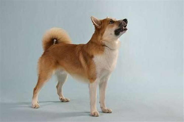 Islandsk fårehund Casper av Ylveli billede 5