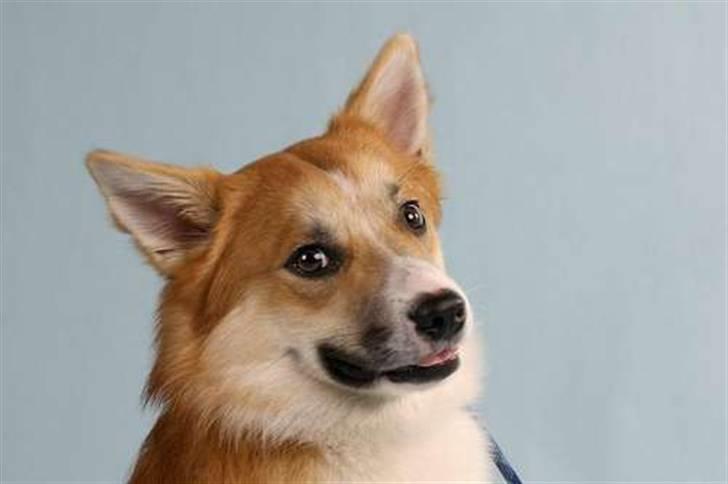 Islandsk fårehund Casper av Ylveli billede 6