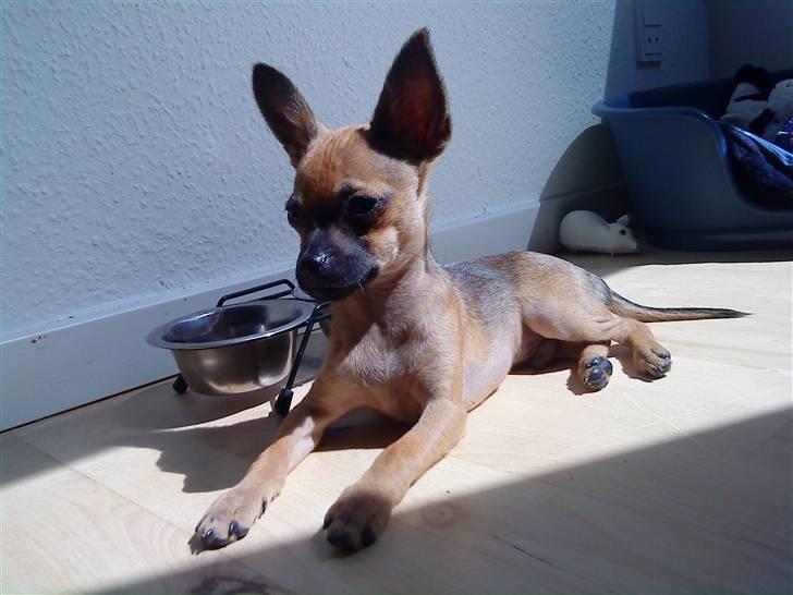 Chihuahua 'Man' - Chester <3 - Solen den varmer så dejlig.. billede 13