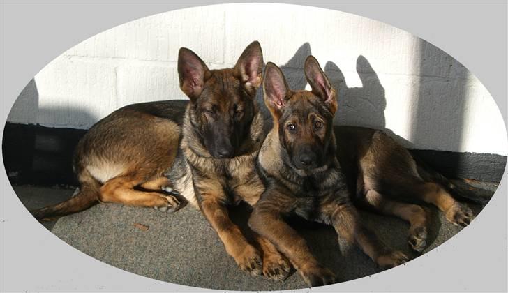 Schæferhund Fenzi - Fenzi og Raki billede 2