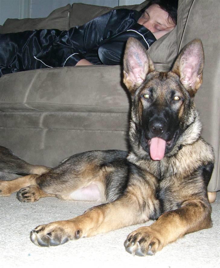 Schæferhund Fenzi - SOFAVAGT. billede 3