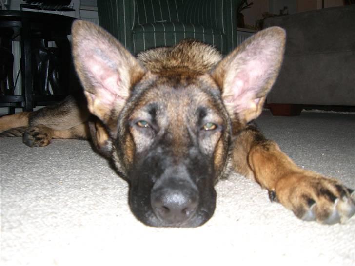 Schæferhund Fenzi - zzzzzzzzzzzzzzzzzzz billede 4