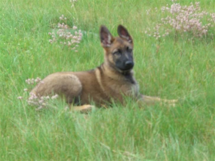 Schæferhund Fenzi - Fenzi som hvalp............. billede 5