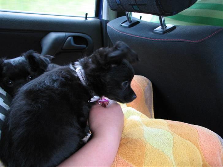 Chihuahua Gucci <3 - Sider samme med bror Zimba, ved "moster" kat  billede 2