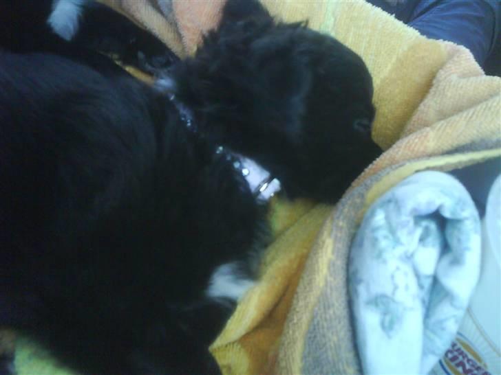 Chihuahua Gucci <3 billede 3