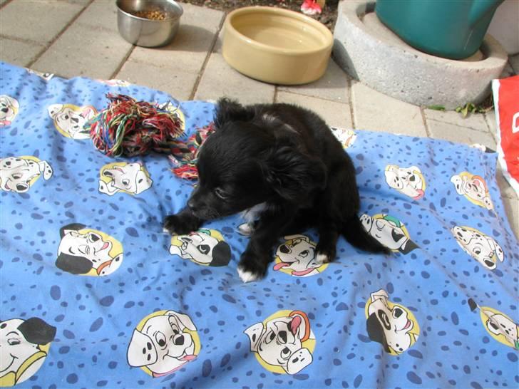 Chihuahua Gucci <3 billede 4