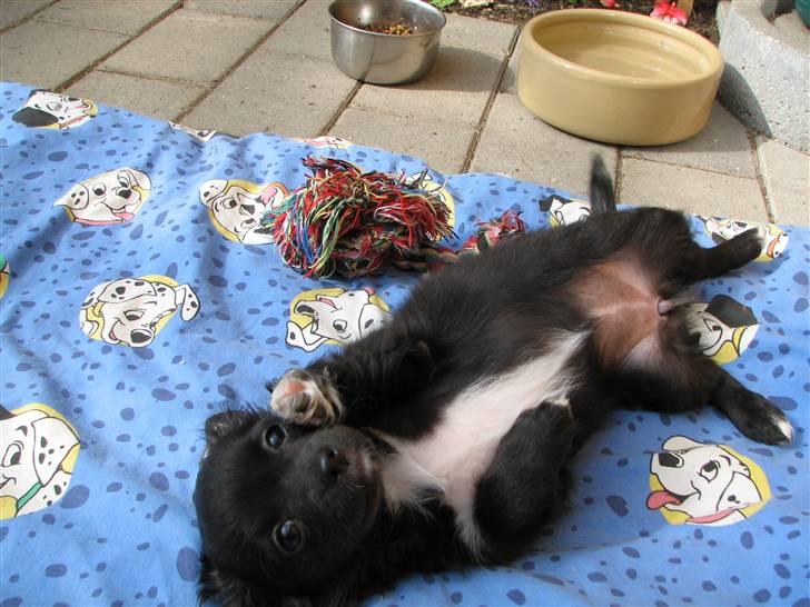 Chihuahua Gucci <3 - Yndlings aktiviteten.. At blive nusset på mavsen :P billede 5