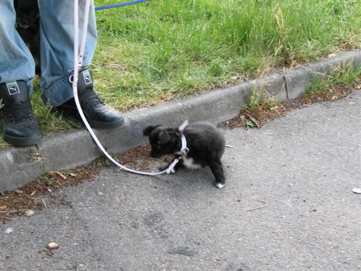 Chihuahua Gucci <3 billede 6