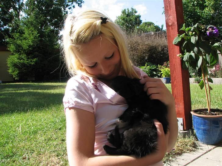 Chihuahua Gucci <3 - Haha, hun gemmer sig under min trøje ;p billede 7