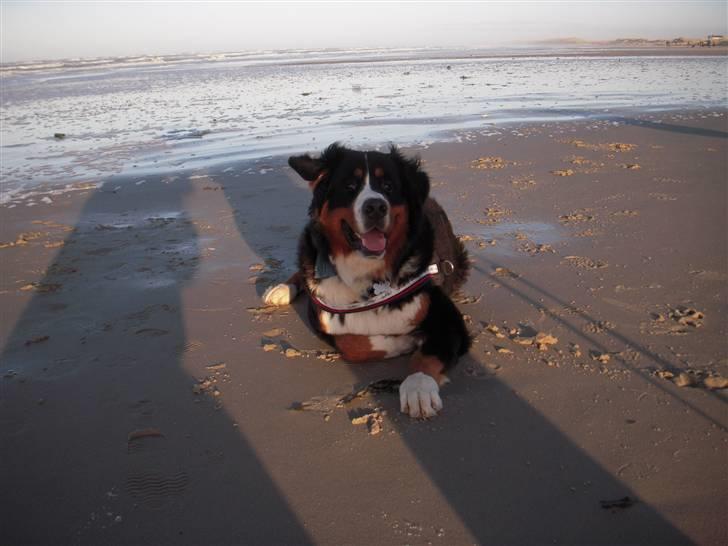 Berner sennenhund balou billede 15