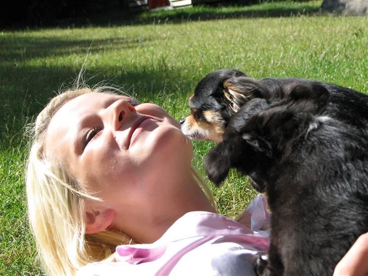 Chihuahua Gucci <3 - Gucci, og hendes smukke far Marcello ved siden af <3 billede 8