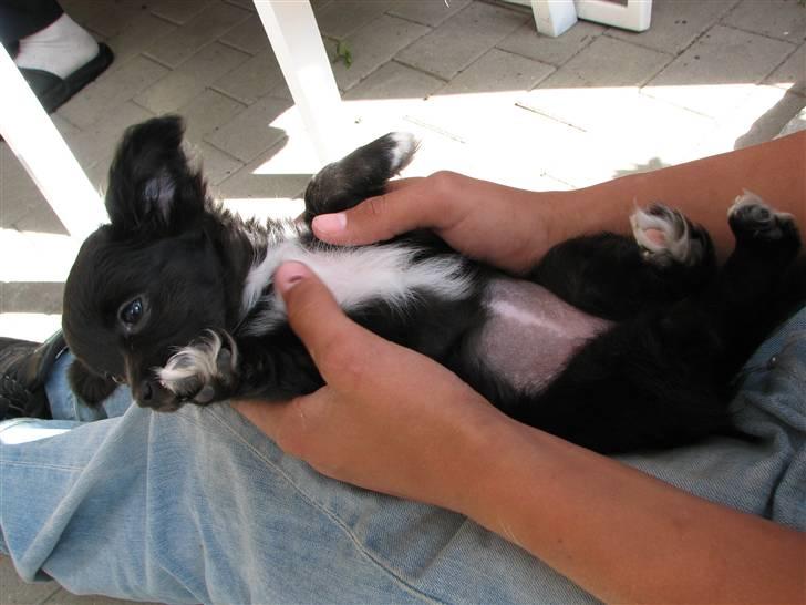 Chihuahua Gucci <3 - Yndlings beskæftigelsen igen :D <33 billede 9