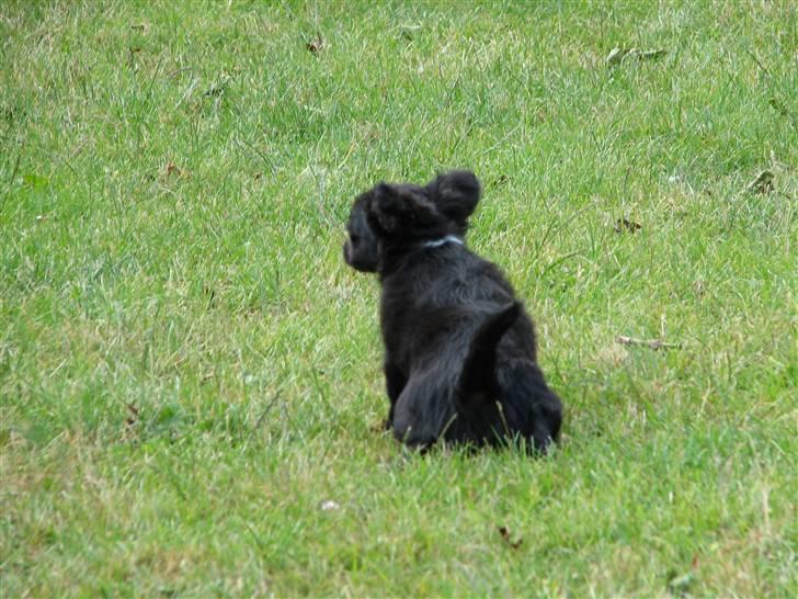 Chihuahua Gucci <3 - Tisser lige af inden rejsen til hendes nye hjem .. billede 10