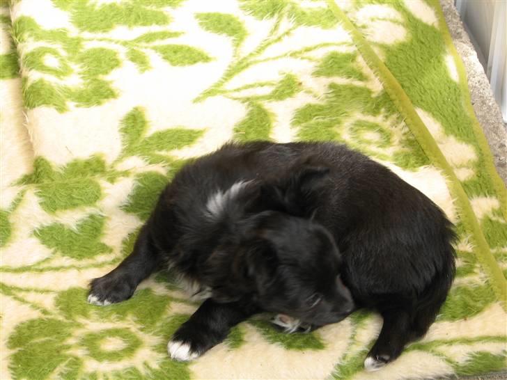 Chihuahua Gucci <3 - Gucci hvor vi hntede hende <3 billede 11