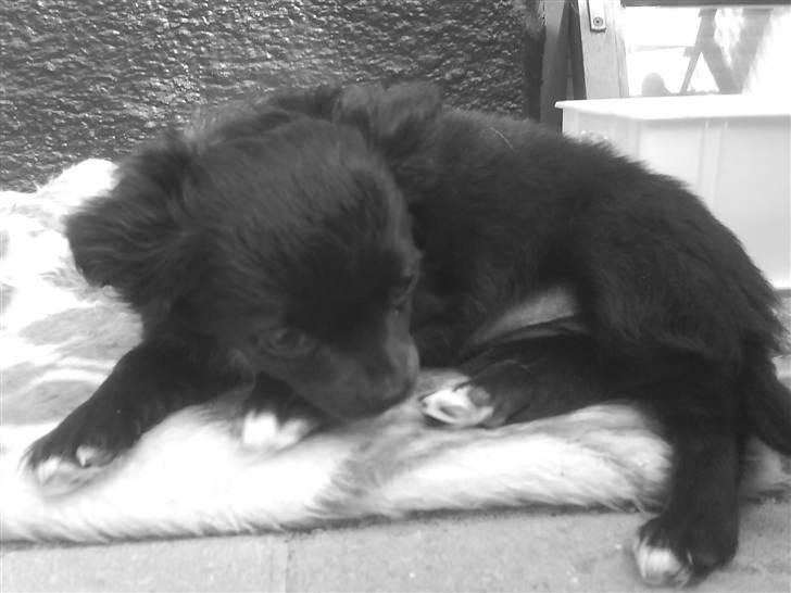 Chihuahua Gucci <3 - Sort hvid :) billede 12