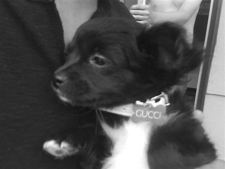 Chihuahua Gucci <3 - Gucci ved sin gamle menneske mor , på den sidste dag :) billede 13