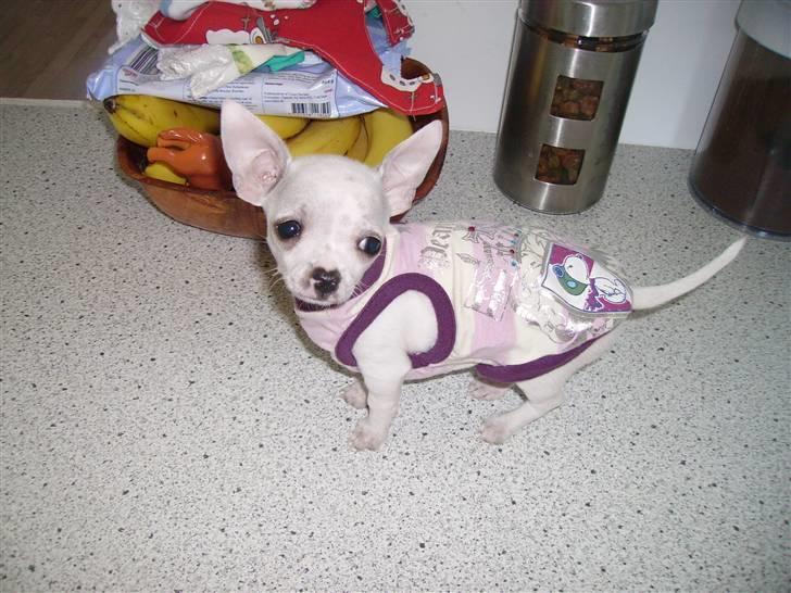 Chihuahua Beautyful Princess Donna - svigermors drøm billede 9