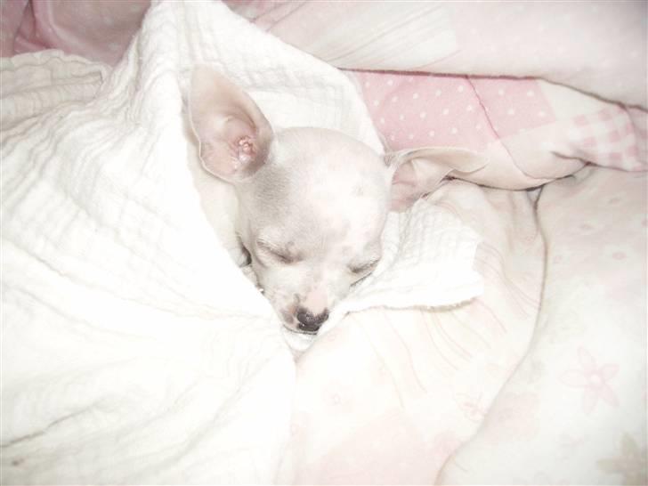 Chihuahua Beautyful Princess Donna - nat nat zzzz billede 11