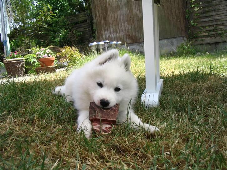 Samojedhund Nanok billede 1