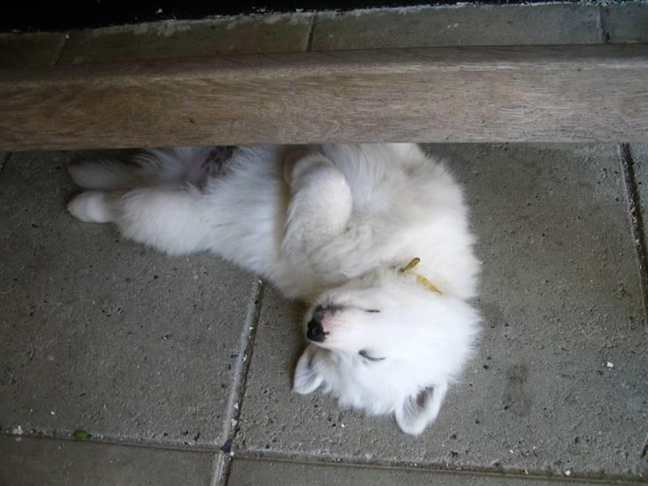 Samojedhund Nanok billede 2